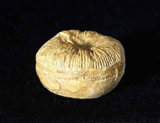 Cycloseris cyclolites (LAMARCK 1815) - Bild © FossNet FossilienStore